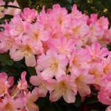 Рододендрон Персі Вайсман (Rhododendron 'Percy Wiseman') С5 60 см